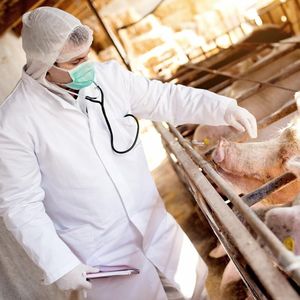 Лечение сельскохозяйственных животных