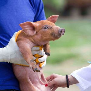 Выезд ветврача на предприятие