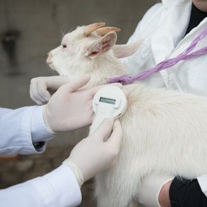 Ветеринарная помощь