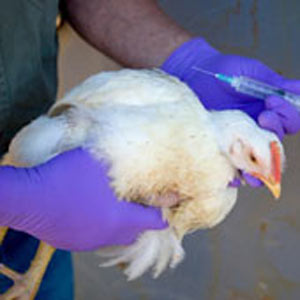 Проведение вакцинации