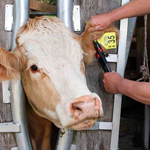 Уход за сельскохозяйственными животными