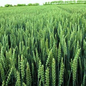 Озимая пшеница от производителя