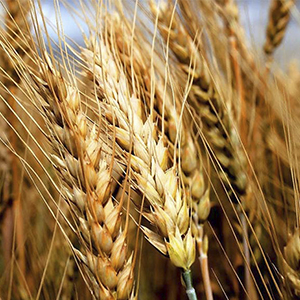 Реализация озимой пшеницы