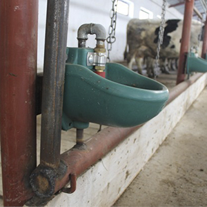 Поилки для КРС