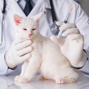 Вакцинация животных