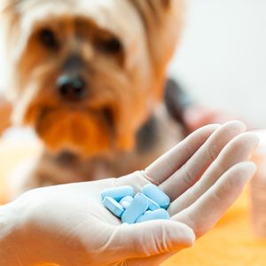 Препараты для лечения животных