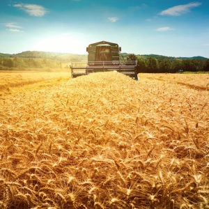 Предприятие по выращиванию зерновых культур