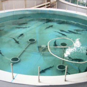 Производство бассейнов для выращивания рыб