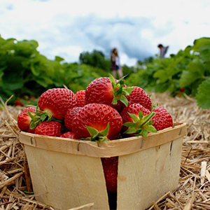 Плоды и ягоды от производителя