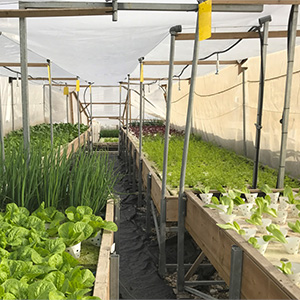 Зелень тепличная