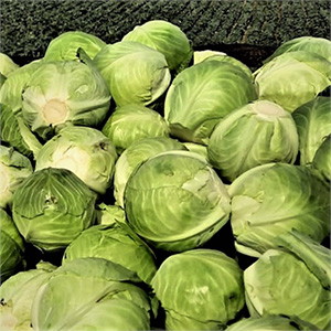 Производитель капусты