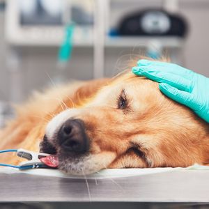 Анестезиология животных
