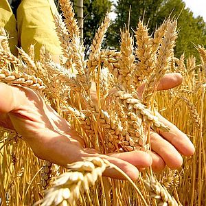 Реализация сельхозпродукции