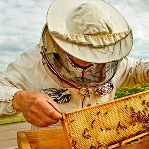 консультации специалиста по пчеловодству