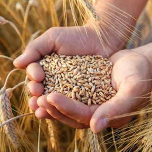 Выращивание и реализация зерновых и зернобобовых культур