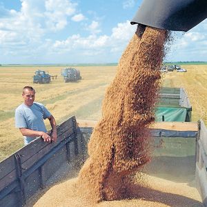 Реализация пшеницы