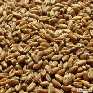Купить пшеницу оптом