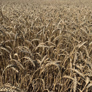Реализация пшеницы