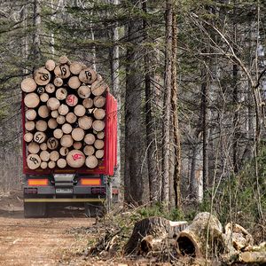 Вывозка древесины из леса