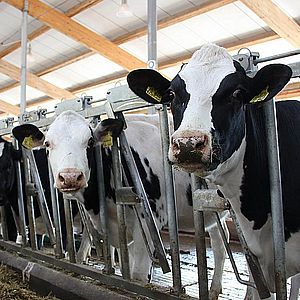 Ремонт молочно-товарных ферм