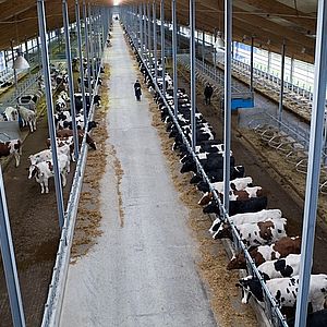 Строительство молочно-товарных комплексов