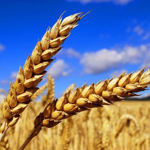 Производство зерновых культур