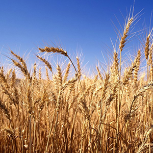 Выращивание и реализация зерна