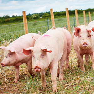 Производство свинины