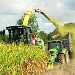 Кормовые культуры