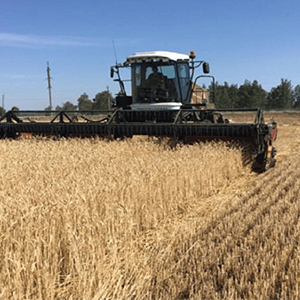 Зерновые культуры