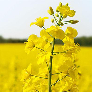 Производство продукции растениеводства