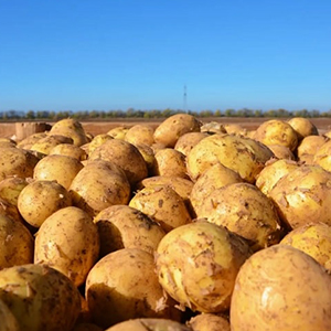 Выращивание и реализация картофеля