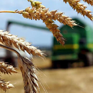 Выращивание зерна