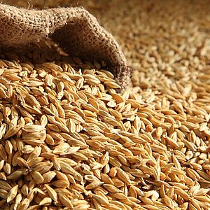 Обработка зерновых и зернобобовых культур