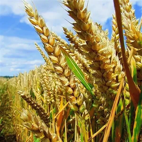 Производство зерна