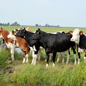 Сельское хозяйство скотоводство