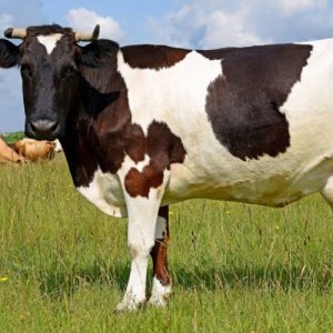 Земледелие и скотоводство