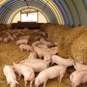 Выращивание свиней
