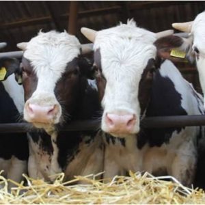 Выращивание крупного рогатого скота