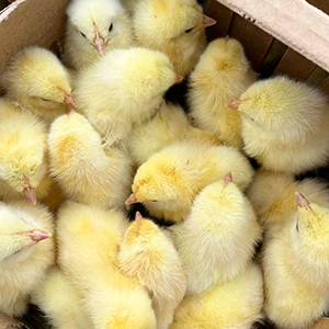 Суточные цыплята яичных пород