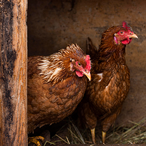 Взрослая птица кросса Тетра-SL LL от года