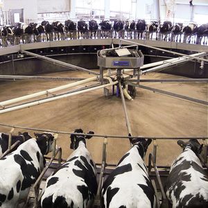 Молочные фермы