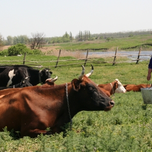 Земледелие и скотоводство