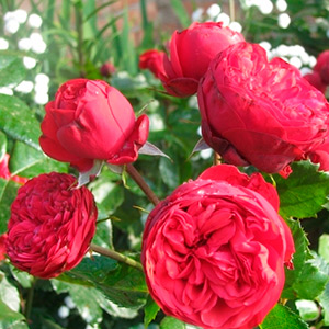 Немецкие розы Тантау
