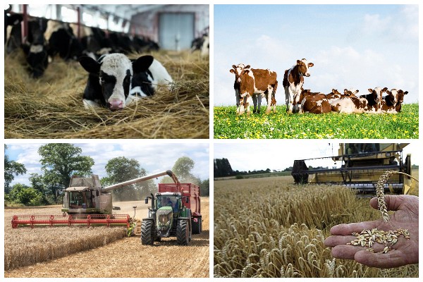 Сельское хозяйство