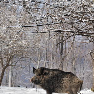 Winter hunting for wild boar