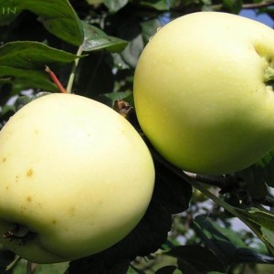 Яблоки сортовые