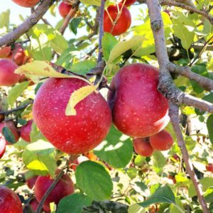 Выращивание ягод, яблок