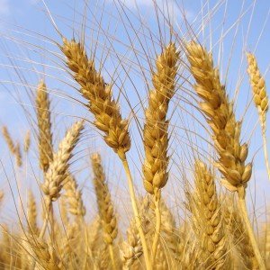 Зерновые культуры