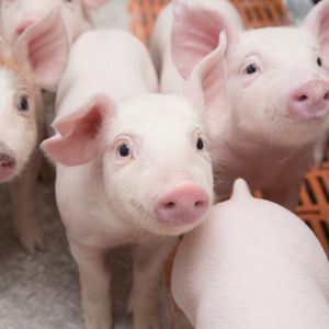 Сельское хозяйство свиноводство